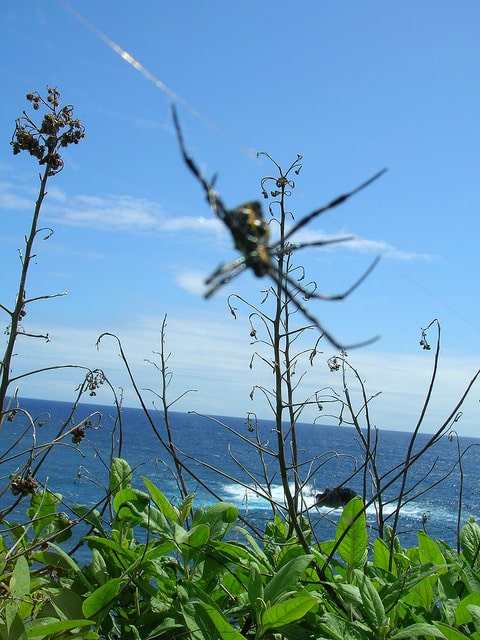 Pluchea carolinensis