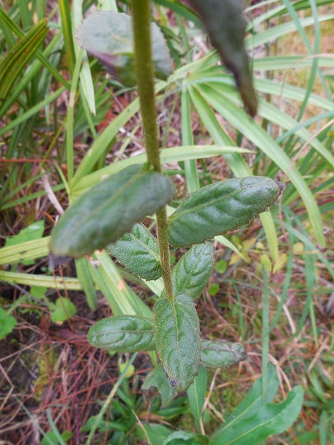 Pluchea foetida (Pluchea foetida)