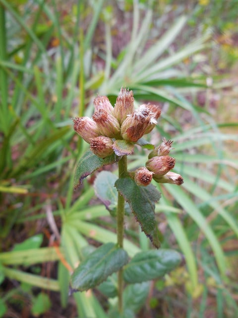 Pluchea foetida