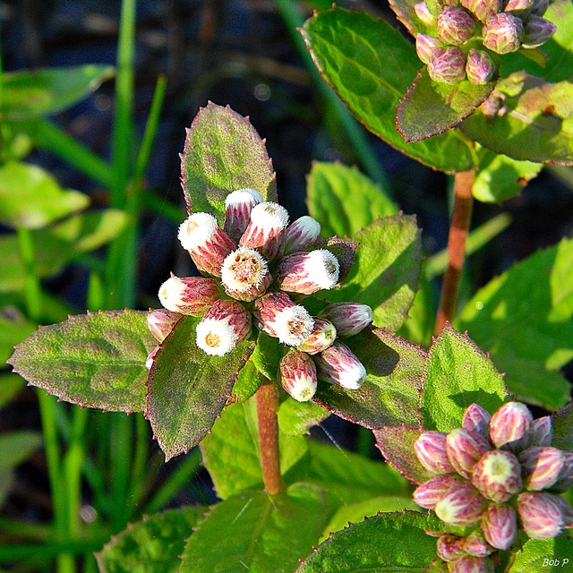 Pluchea foetida