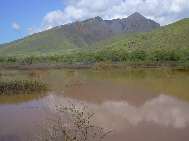 Pluchea indica