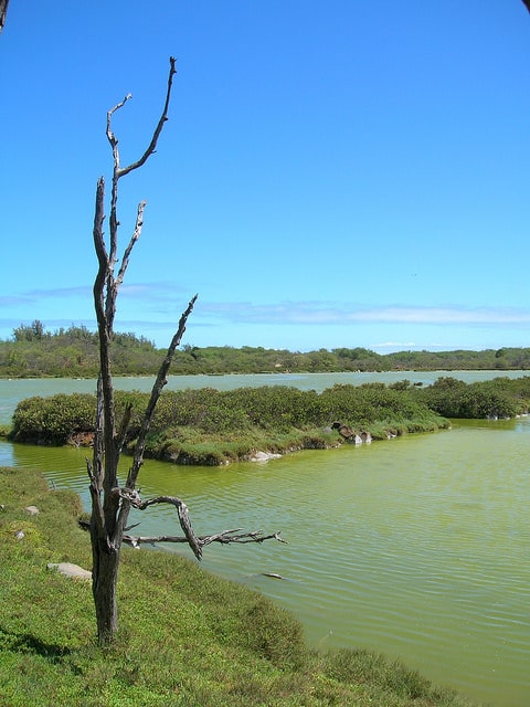 Pluchea indica