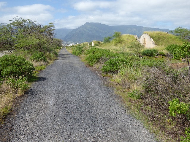 Pluchea indica (Pluchea indica)