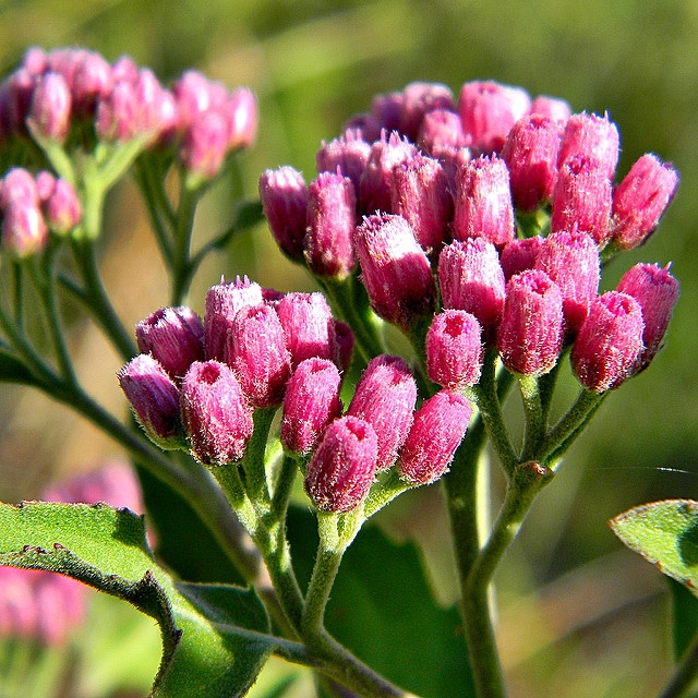 Pluchea odorata