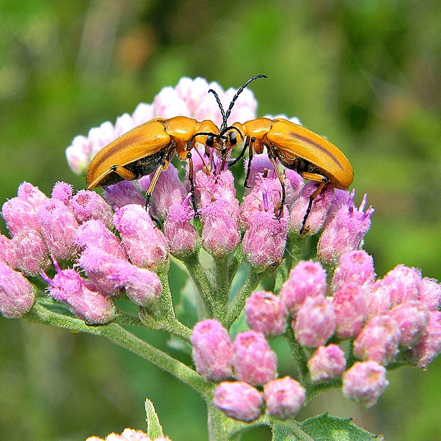 Pluchea odorata