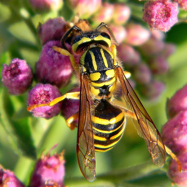 Pluchea odorata