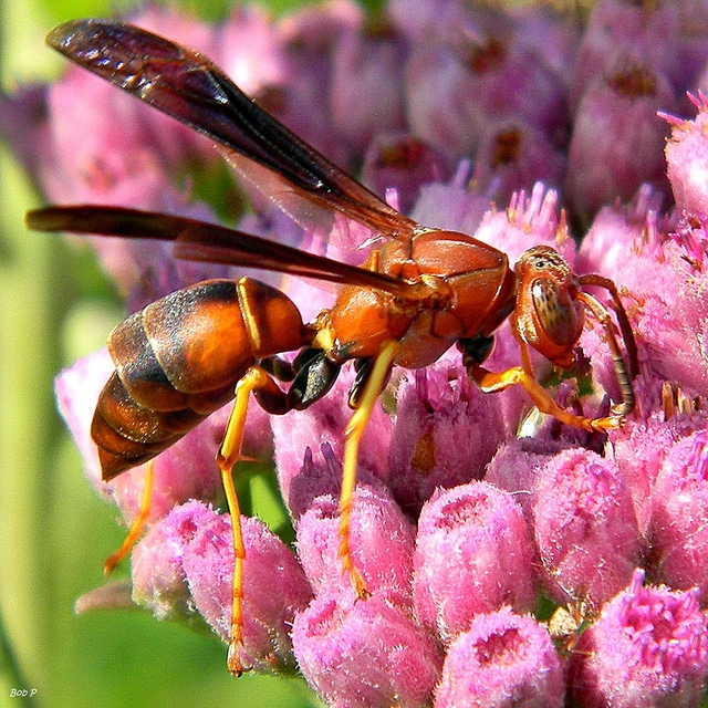 Pluchea odorata
