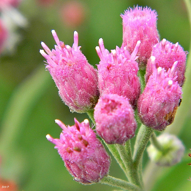 Pluchea odorata