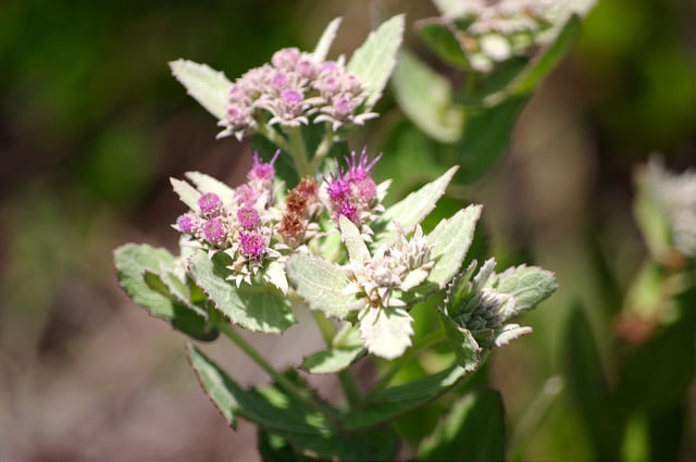 Pluchea rosea (Pluchea rosea)