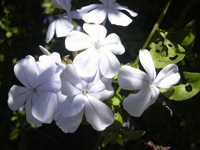 Plumbago du cap