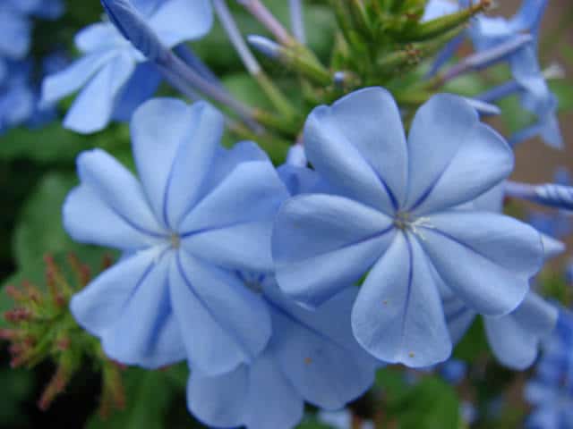 Plumbago du cap