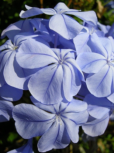 Plumbago du cap