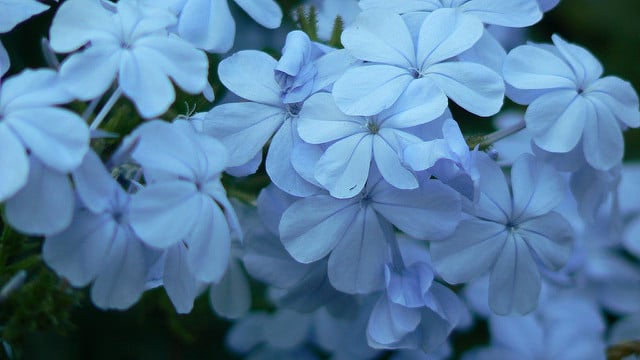 Plumbago du cap