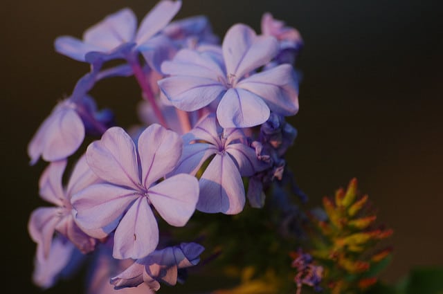 Plumbago du cap
