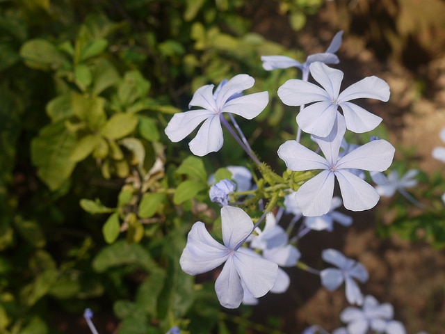 Plumbago du cap (Plumbago auriculata)