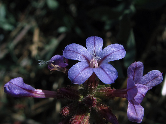 Dentelaire (Plumbago europaea)