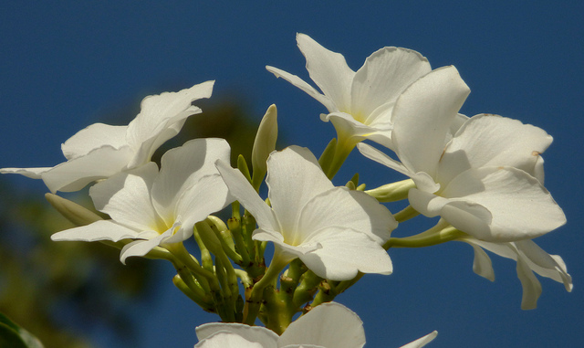 Frangipanier blanc