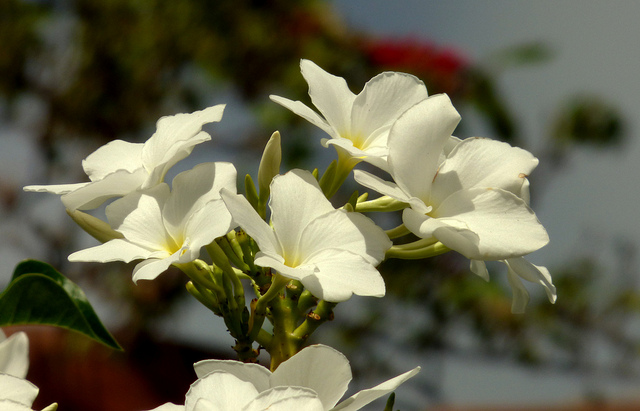 Frangipanier blanc