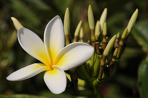 Frangipanier blanc