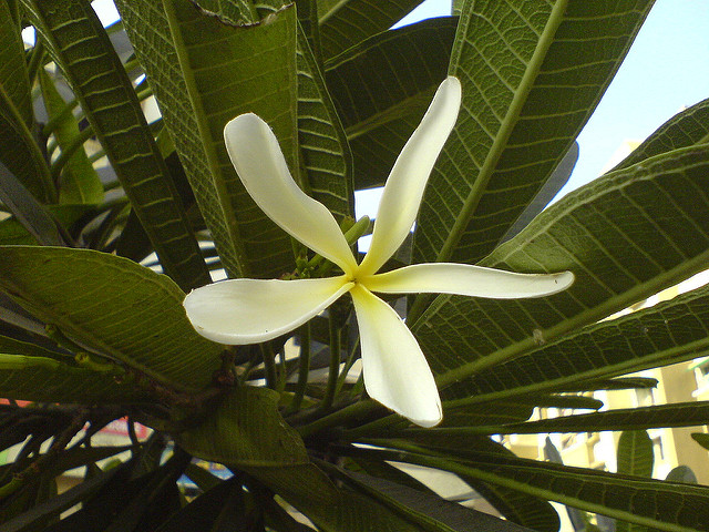 Frangipanier blanc