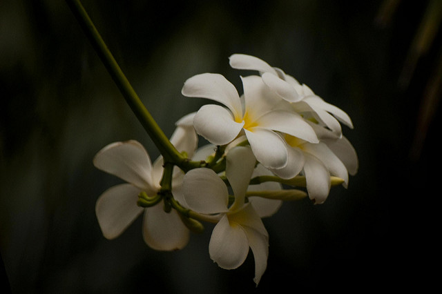 Frangipanier blanc