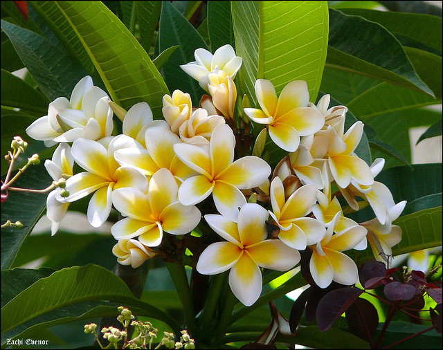 Frangipanier blanc (Plumeria alba)