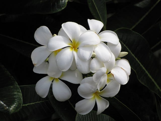 Plumeria obtusa