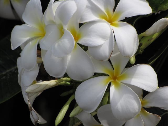 Plumeria obtusa