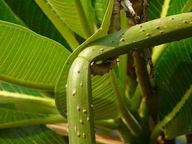 Plumeria obtusa