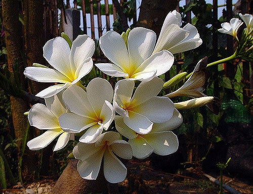 Plumeria obtusa