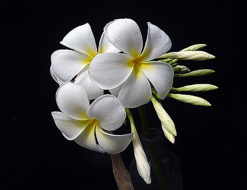 Plumeria obtusa