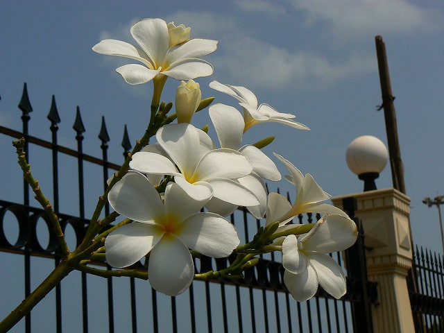 Plumeria obtusa (Plumeria obtusa)