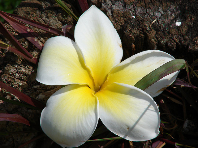 Frangipanier rouge (Plumeria rubra)