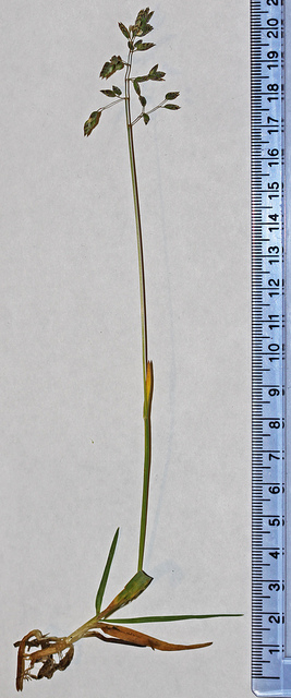 Pâturin des alpes (Poa alpina)