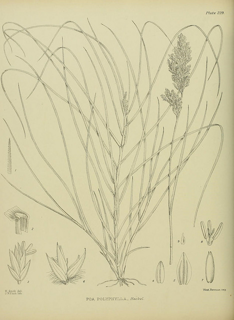 Pâturin à deux tranchants (Poa anceps)