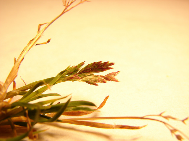 Pâturin annuel (Poa annua)