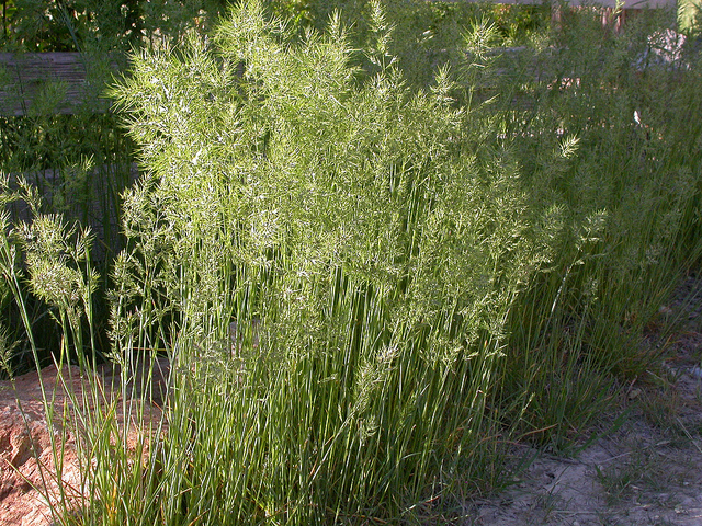 Pâturin bulbeux