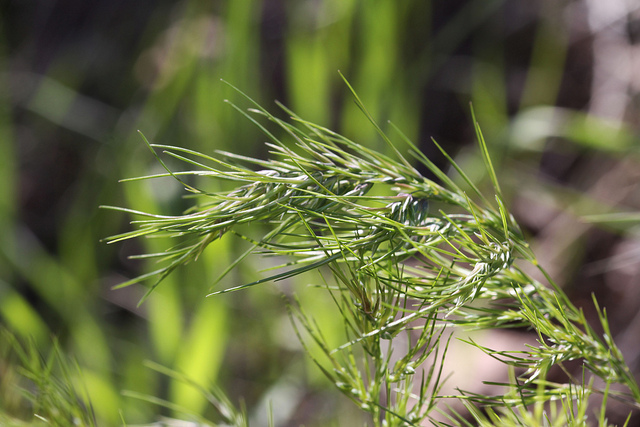 Pâturin bulbeux (Poa bulbosa)