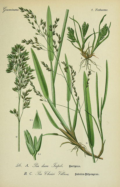 Pâturin de chaix (Poa chaixii)