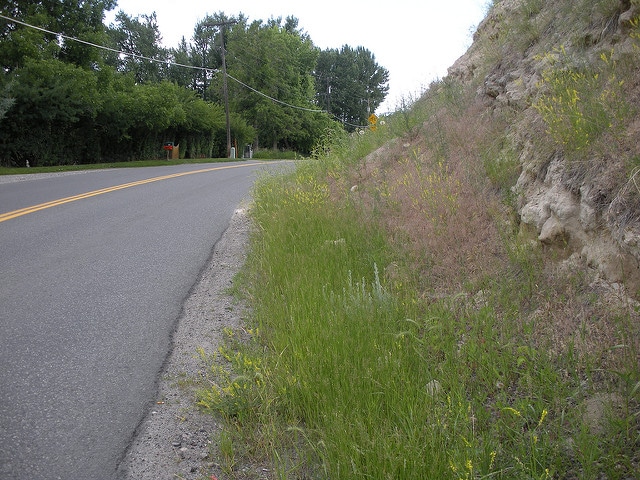 Pâturin comprimé (Poa compressa)