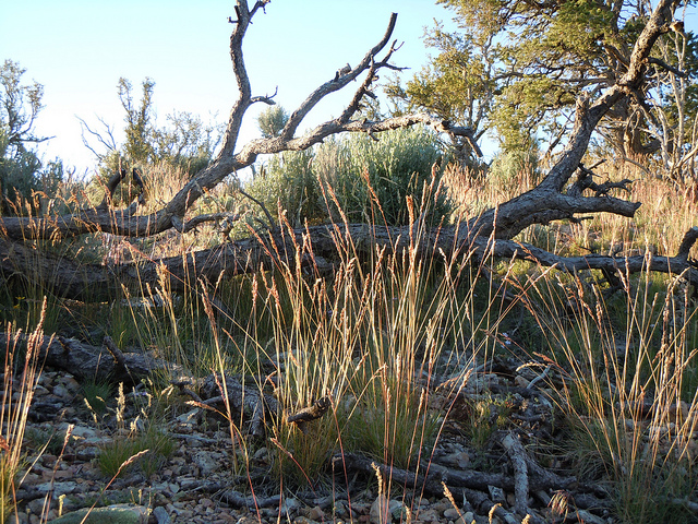 Poa fendleriana