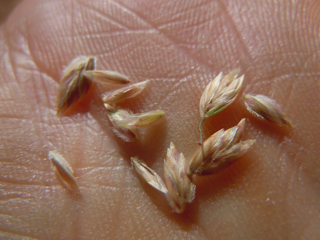Poa fendleriana