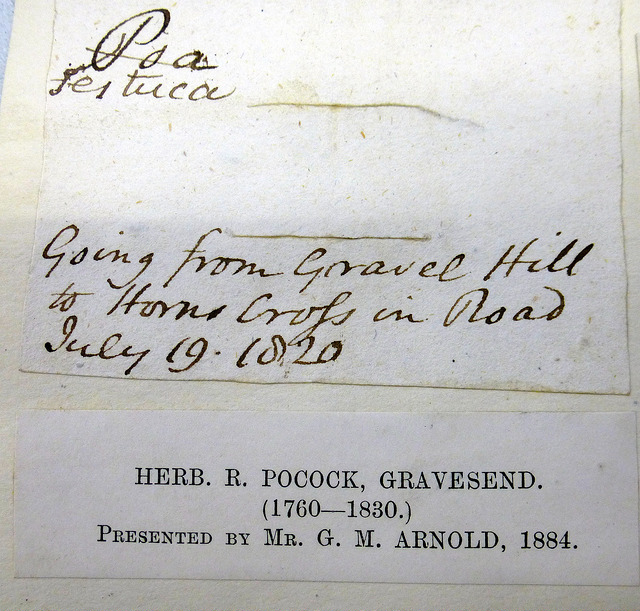 Pâturin des bois (Poa nemoralis)