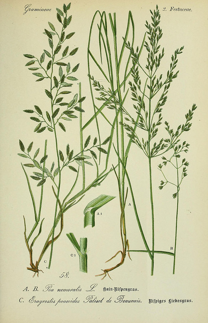 Pâturin des bois