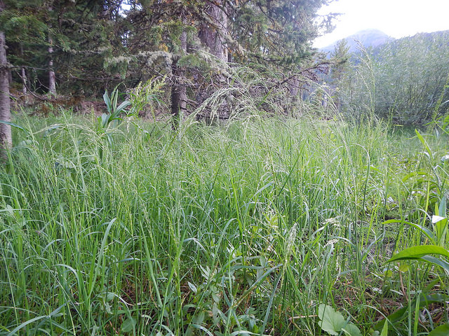 Pâturin des marais (Poa palustris)
