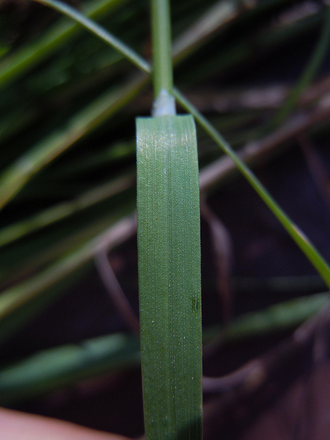 Pâturin des marais