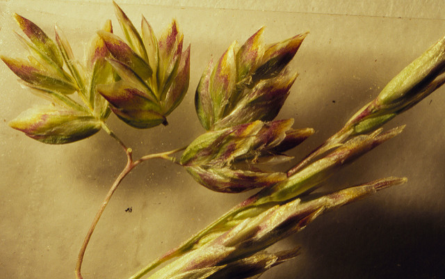 Pâturin des prés (Poa pratensis)