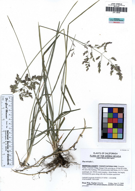 Poa trivialis