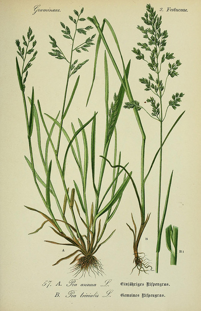 Poa trivialis