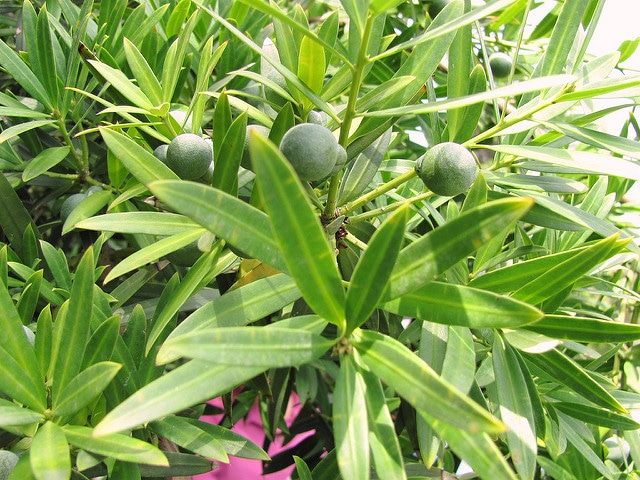 Podocarpus elatus
